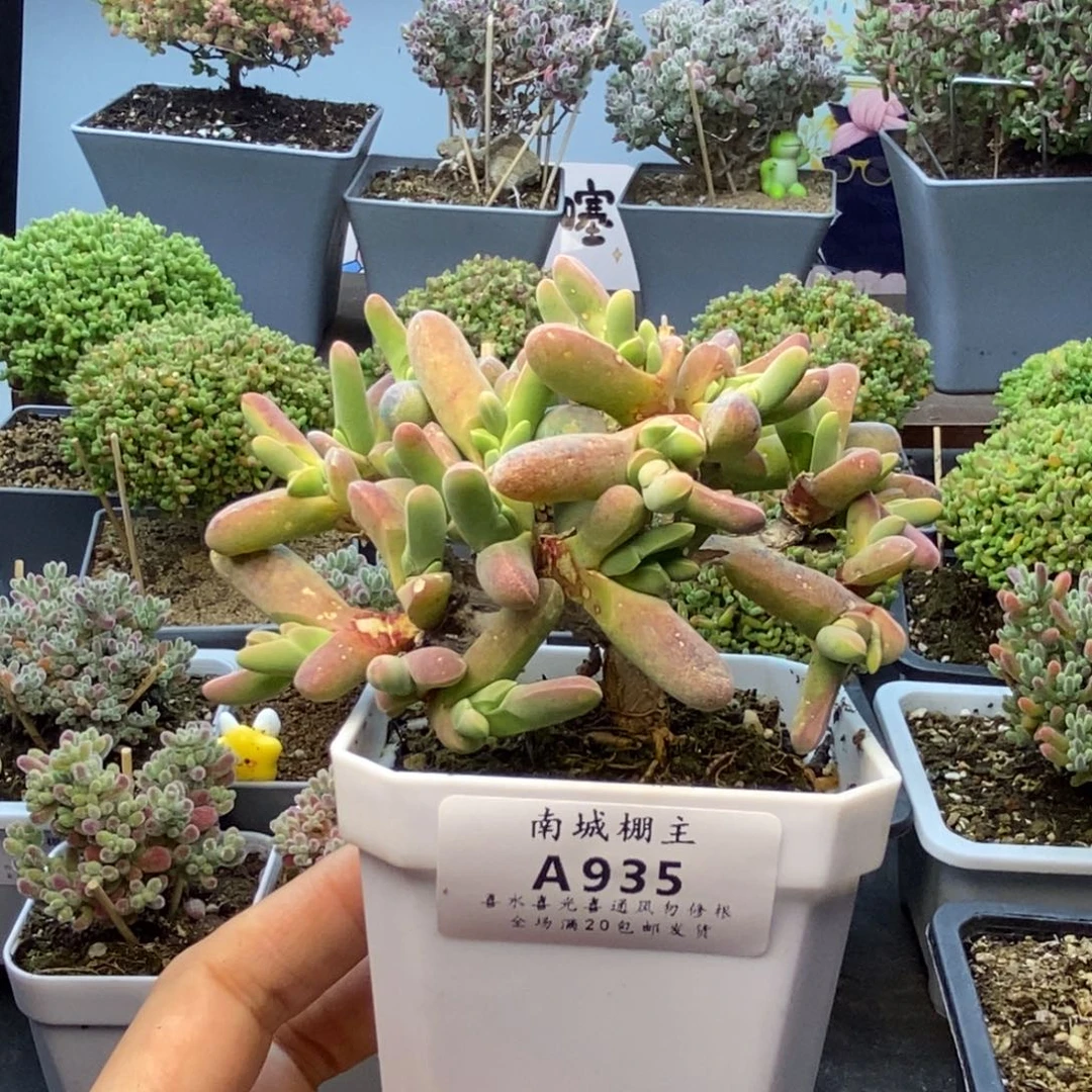 935小鲨鱼枝干番杏枝干