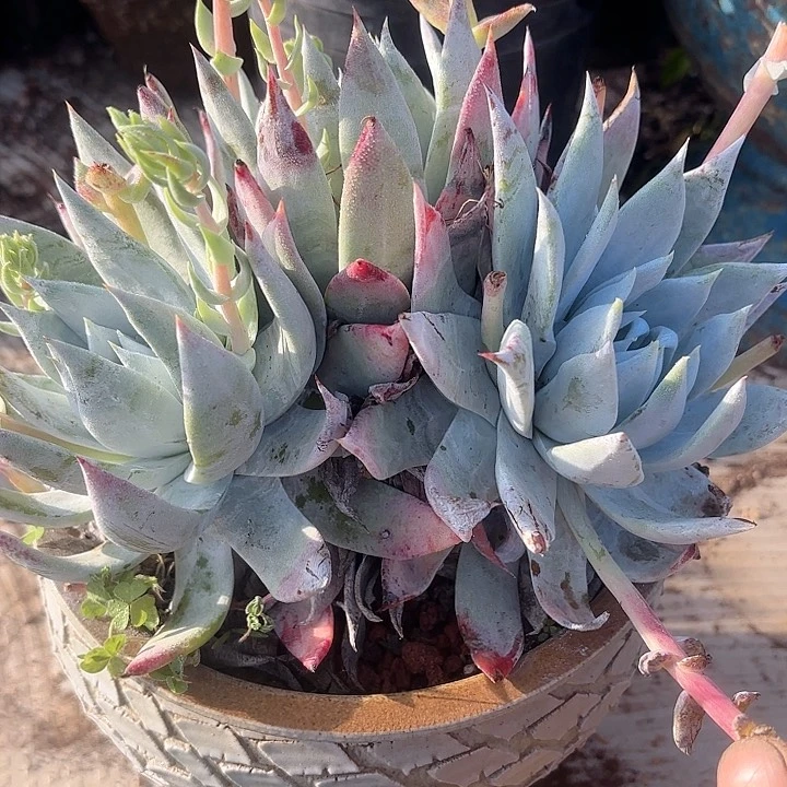 仙女杯多肉植物提取