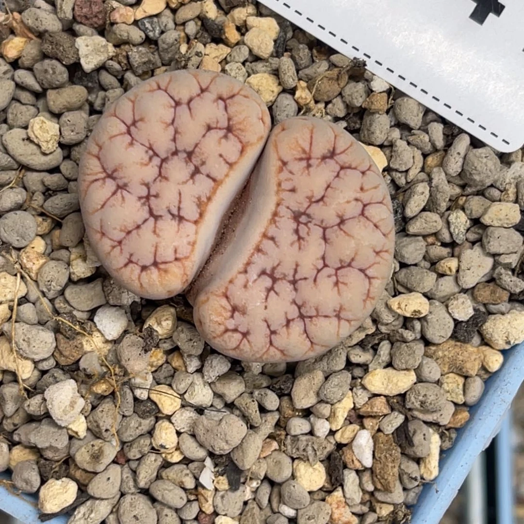 1041拿铁1891凹凸尺寸3.1