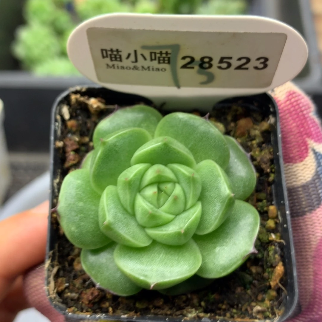 多肉植物麦秆珍妮