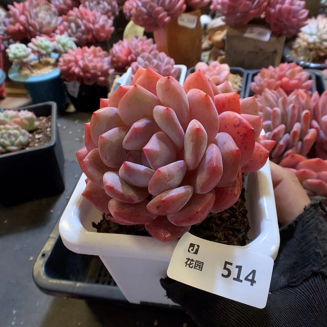 514梦露多肉植物66666