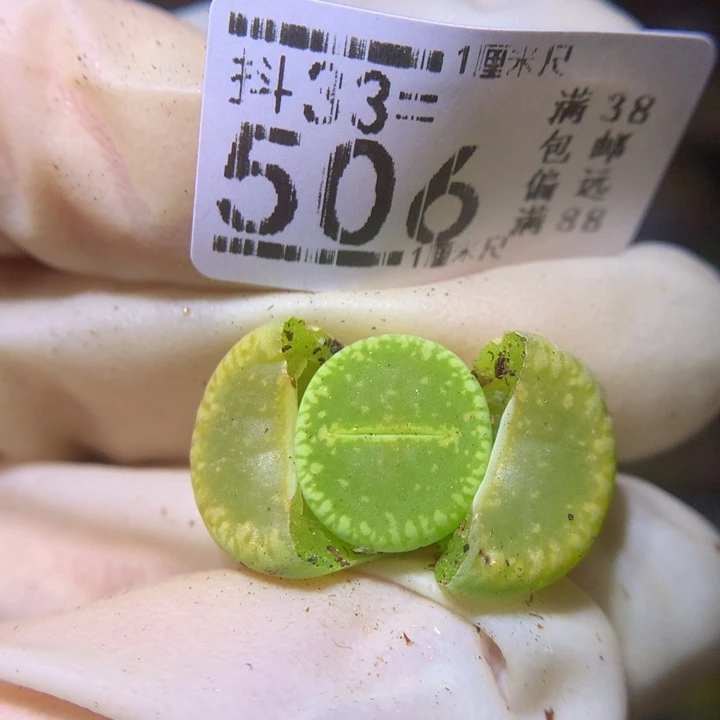 精品生石花33.506