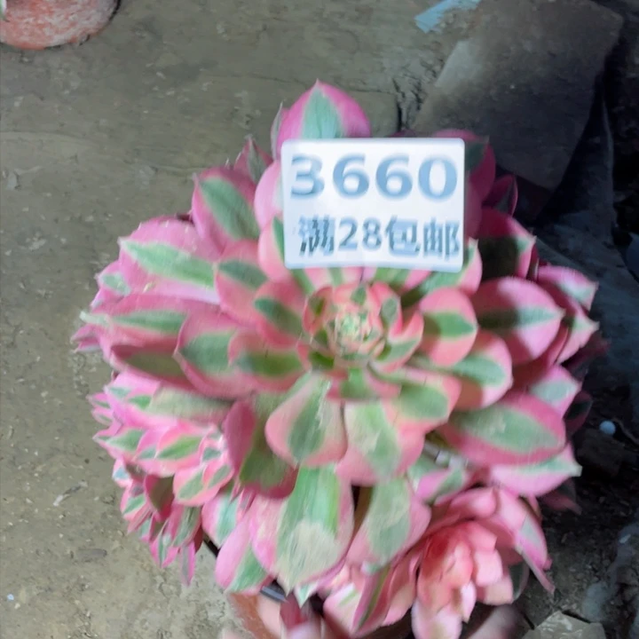 3660一号棚女巫多肉