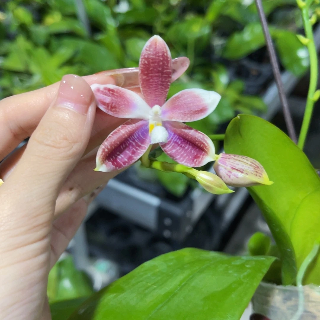 无花朵蝴蝶兰原生