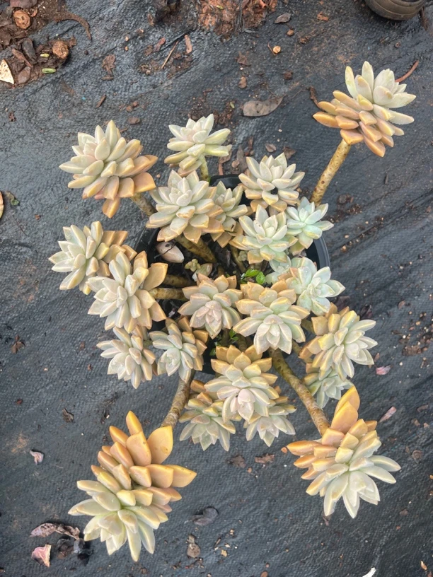 中号淡雪 波妞精品多肉植物