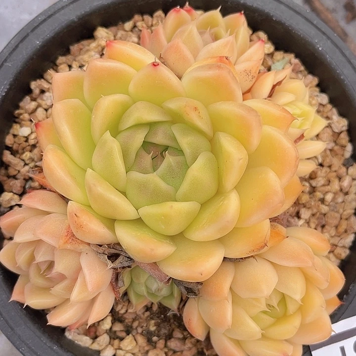 麦秆2561多肉植物