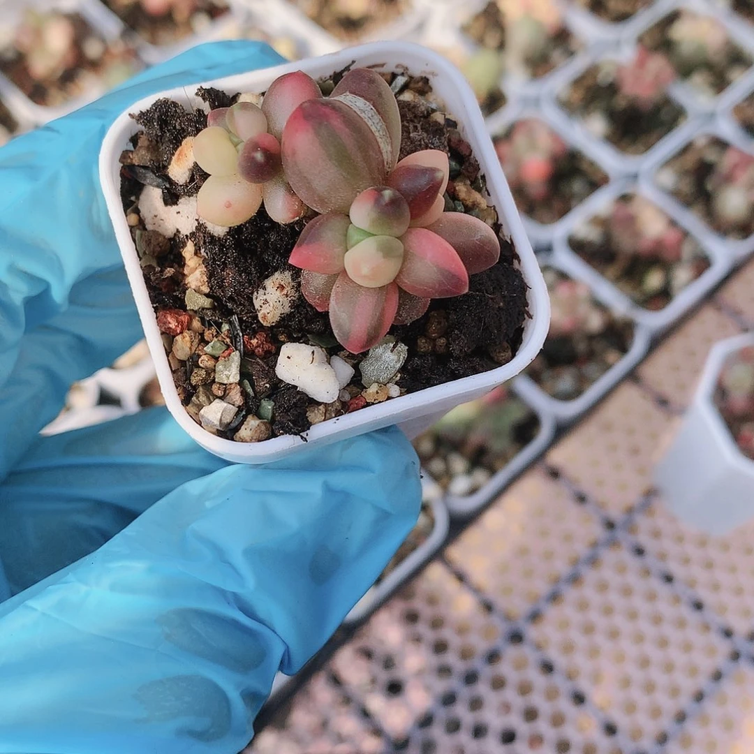 千代田锦一物一拍