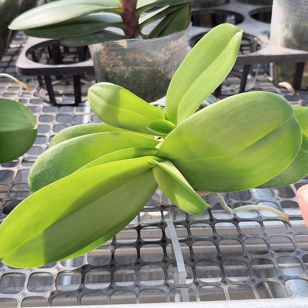 无花朵白天鹅爆牙款1颗