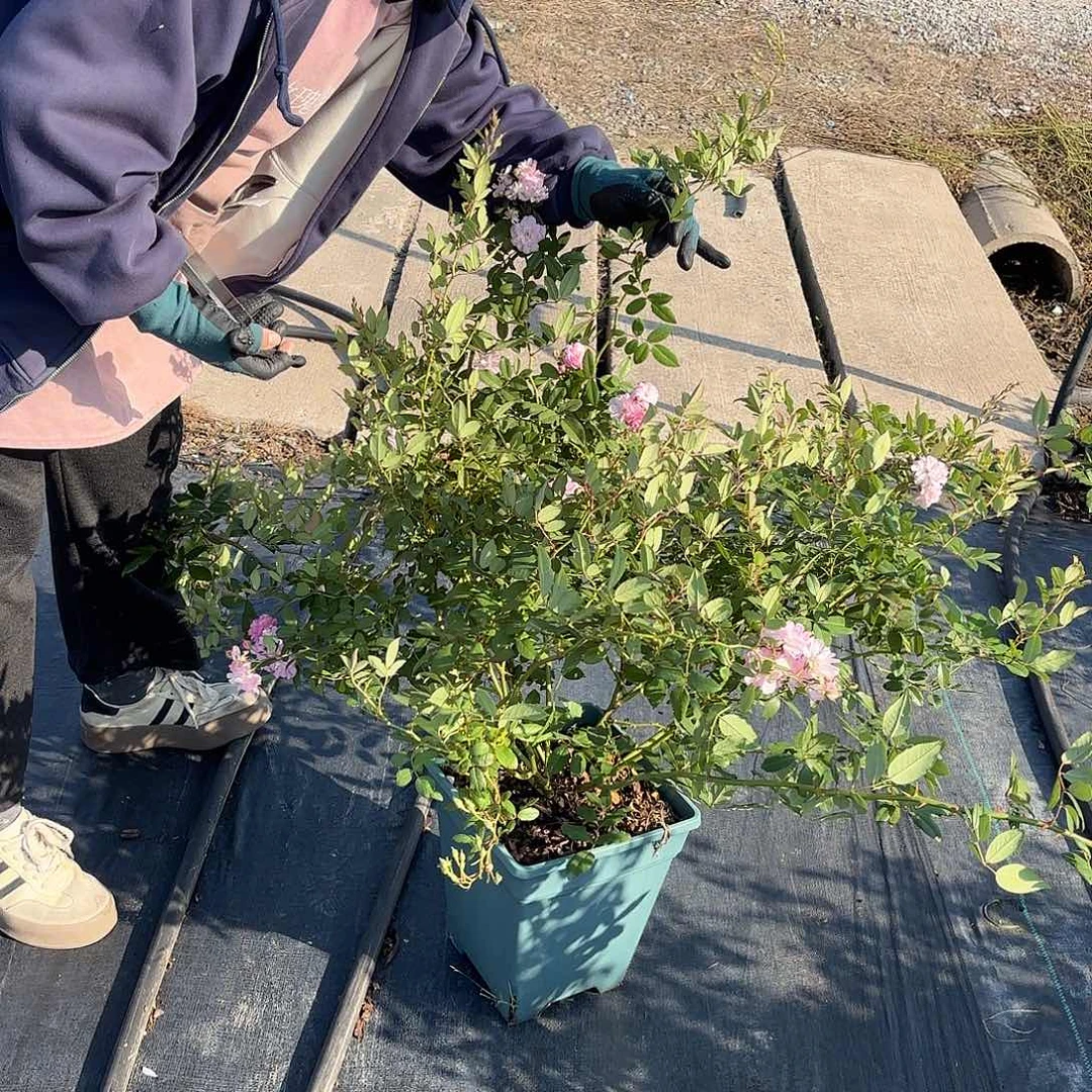 呼吸香水3加仑扦插