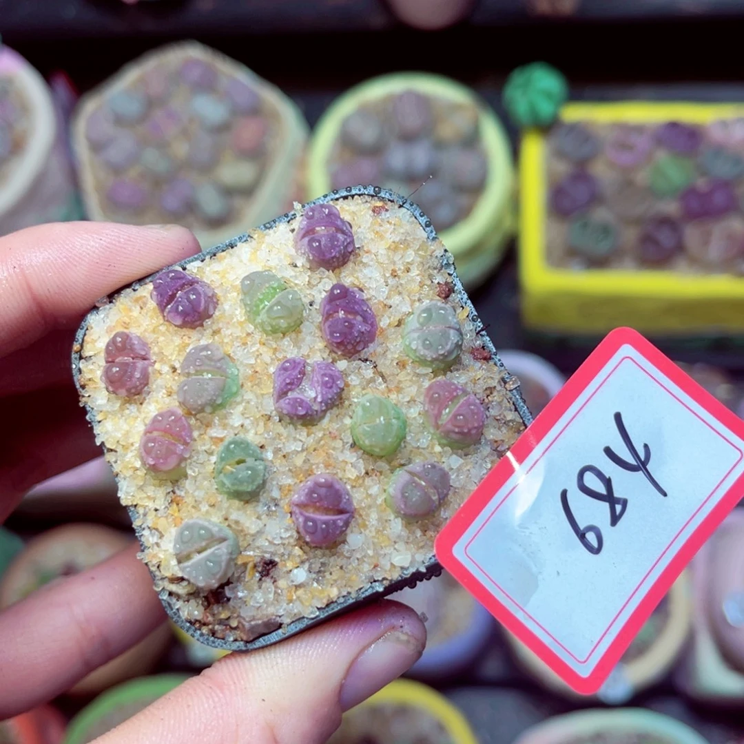 684生石花带盆发1