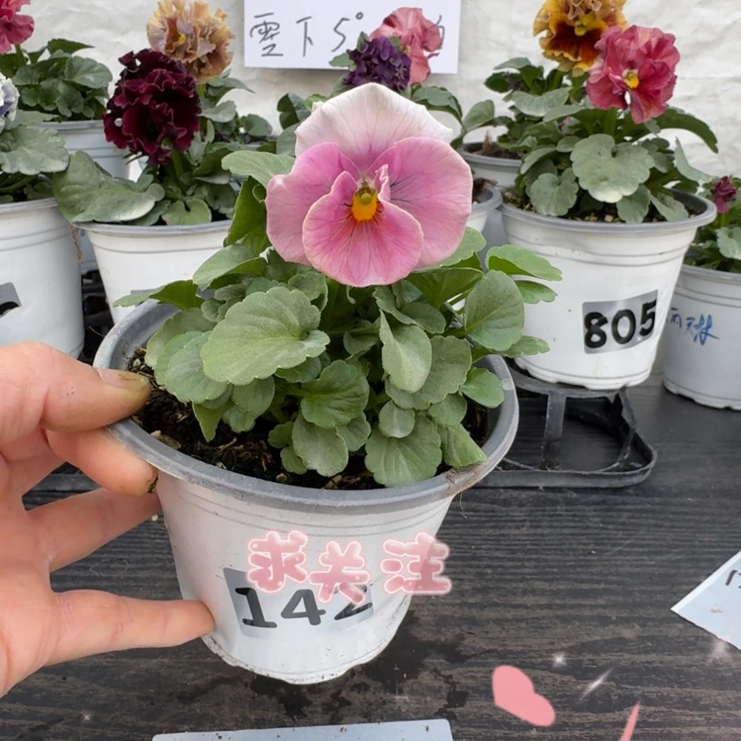 全部花朵142号天使花束