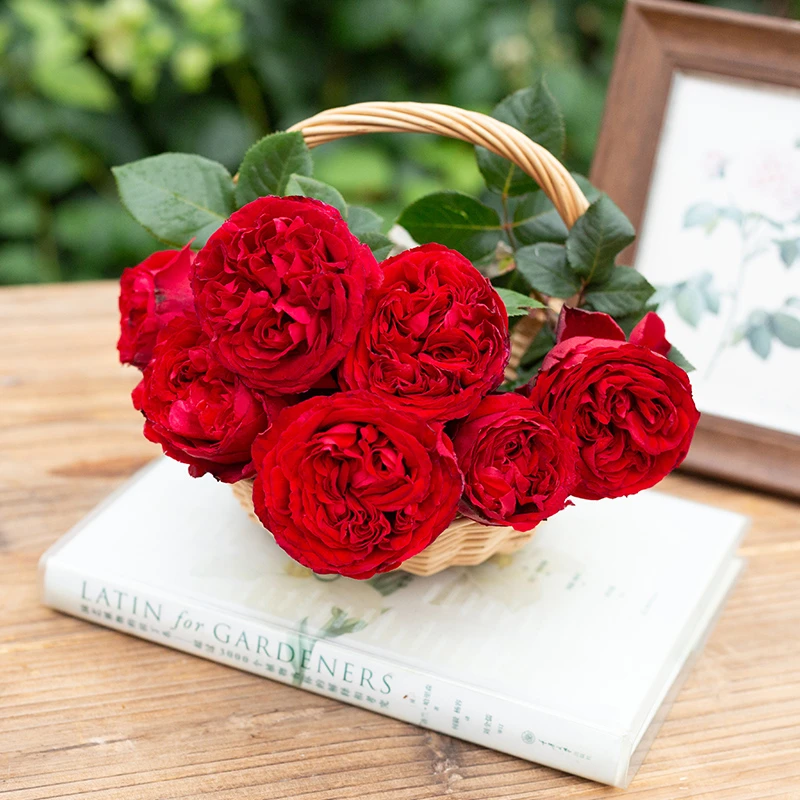 【木通专属】天狼月季 茶花女 月季花玫瑰多季灌木庭院露台大苗