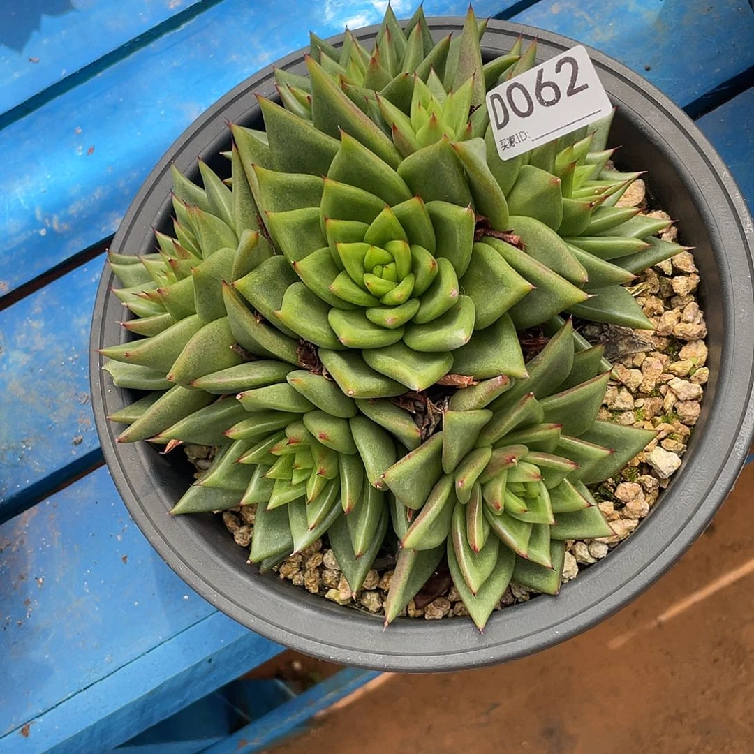 若如东云单拍D062