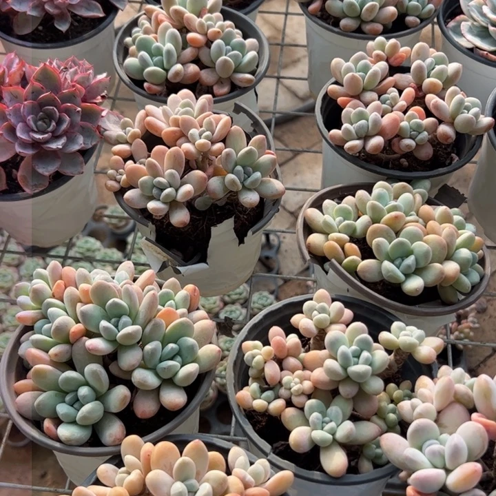 新疆包邮 香玉群