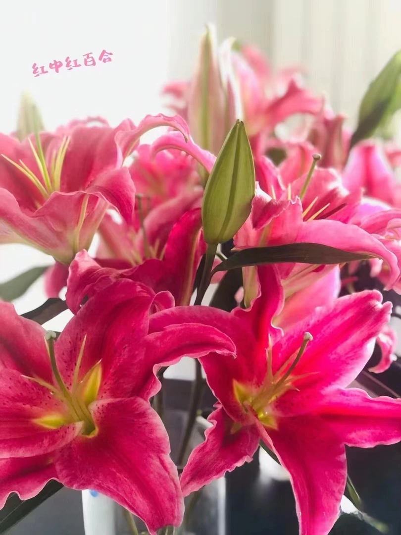 红中红  粉红色百合 一头5支5朵    云南基地鲜花   家养    水养