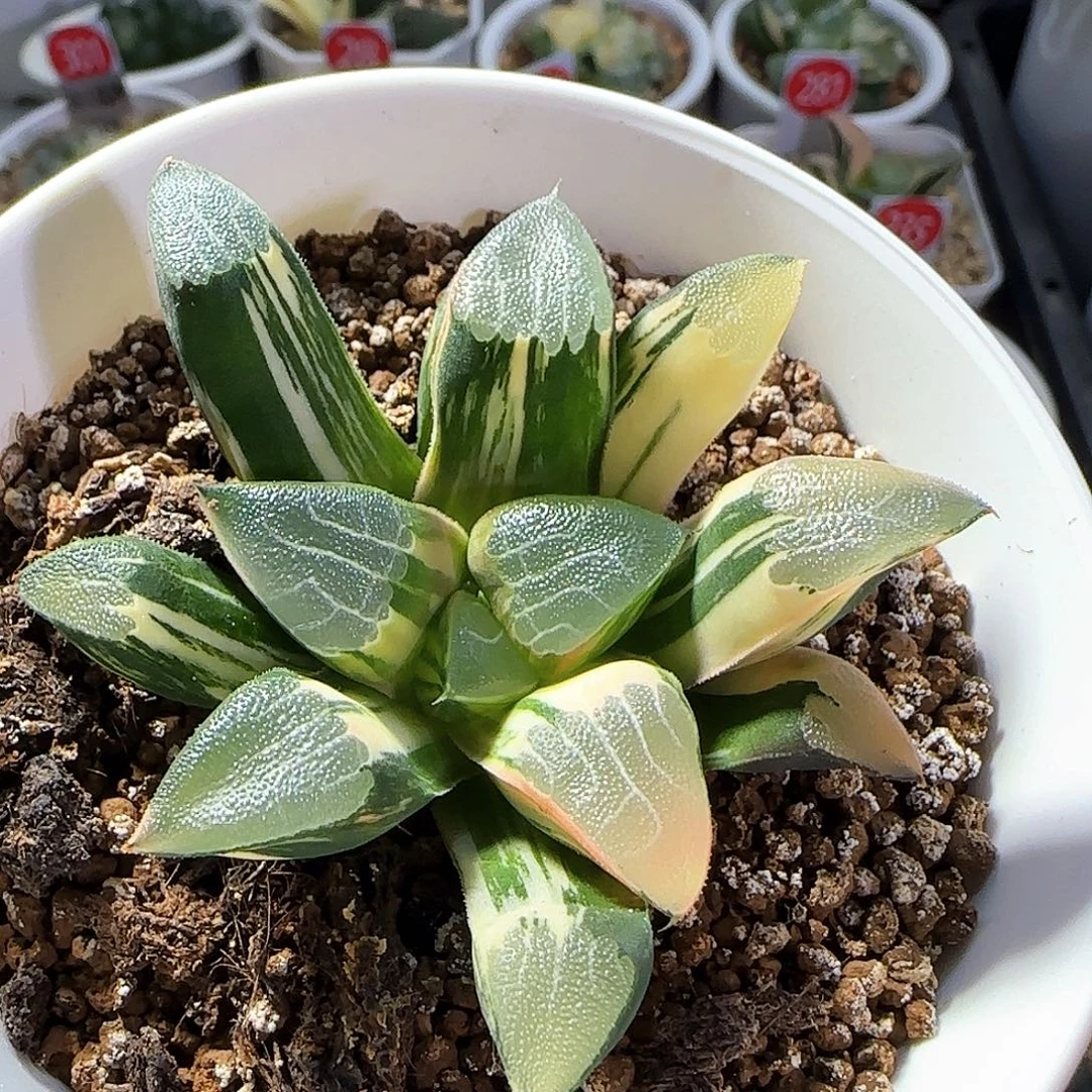 120号实生丸叶克锦一物一拍带盆土