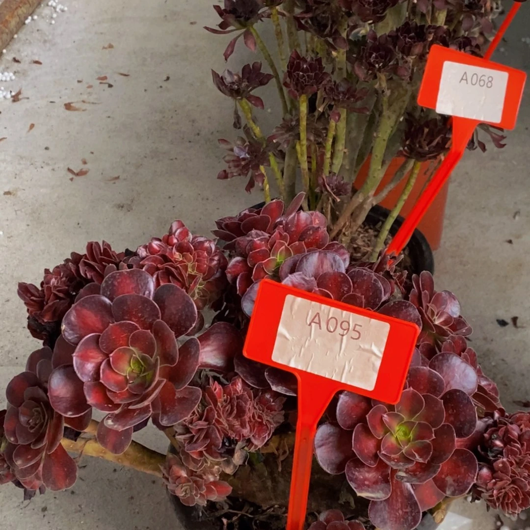 华纳 095号 所见所得