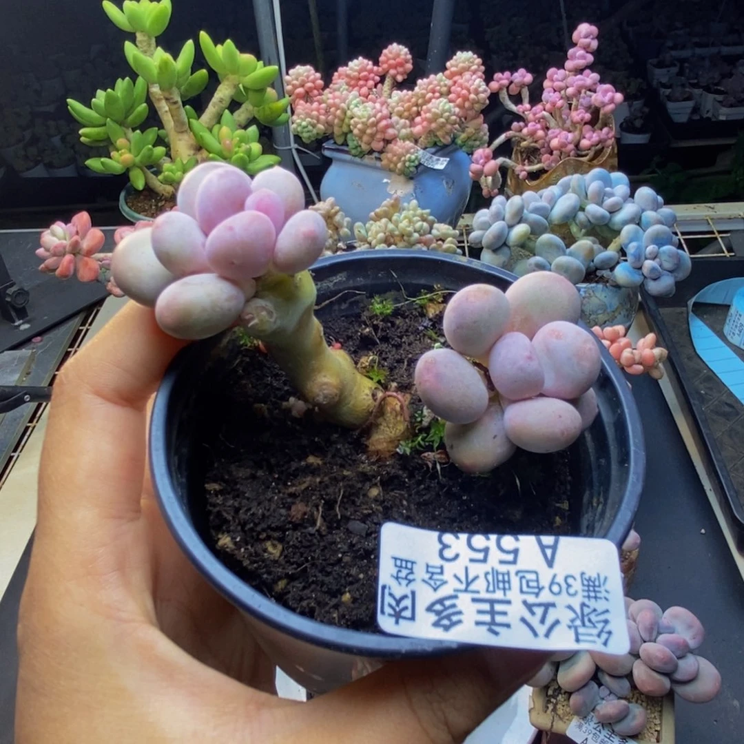 553彩虹奶多肉6c m
