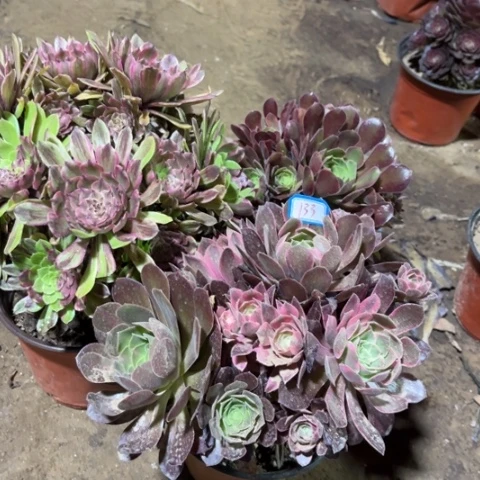 娜*133多肉植物组合