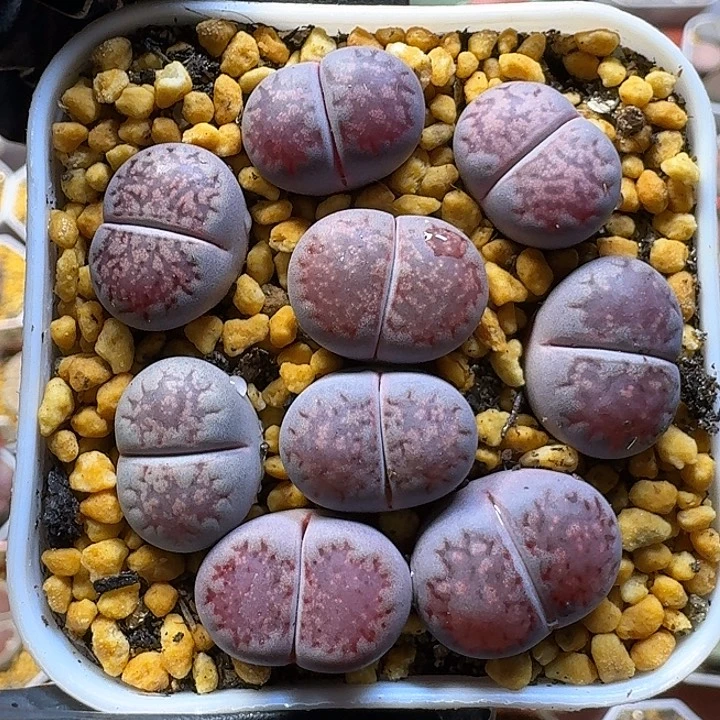生石花111111。   168