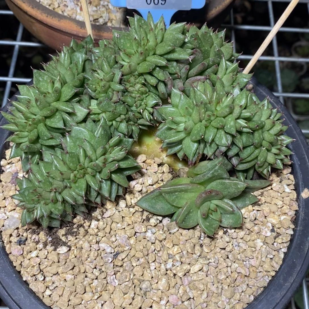 x069-多肉植物 缀化