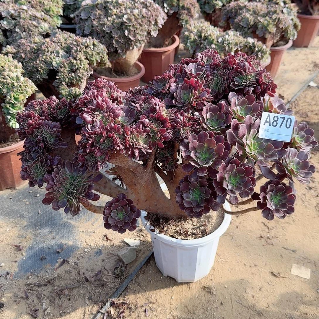 870欧紫朵朵一颗牙呀