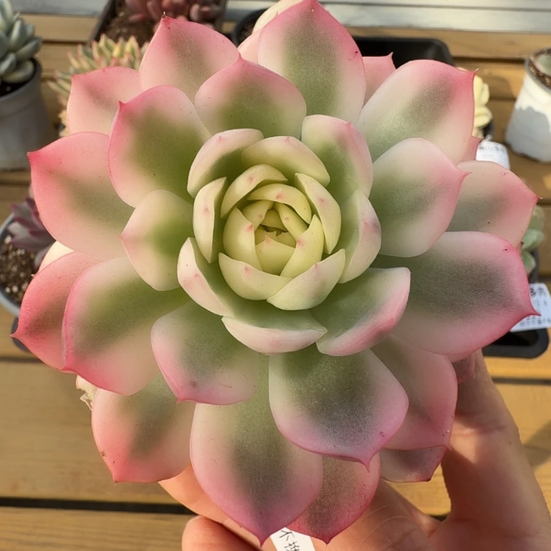 粉水晶锦1111124-231
