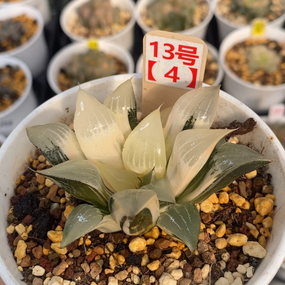 不开花植物134号多肉