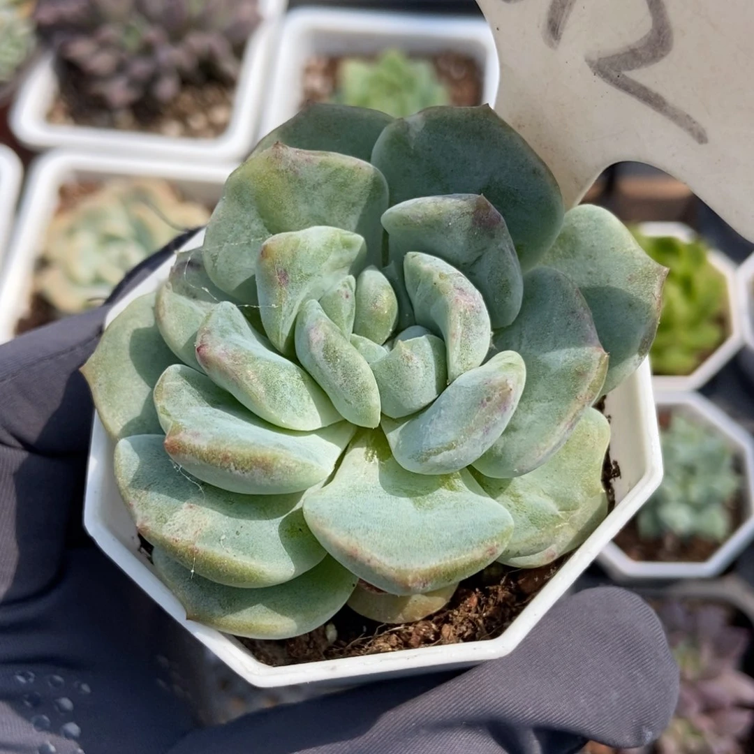 612冰魄石化多肉植物保护