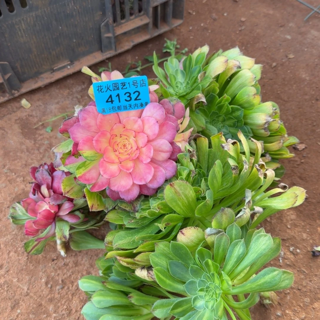 知否4132多肉植物