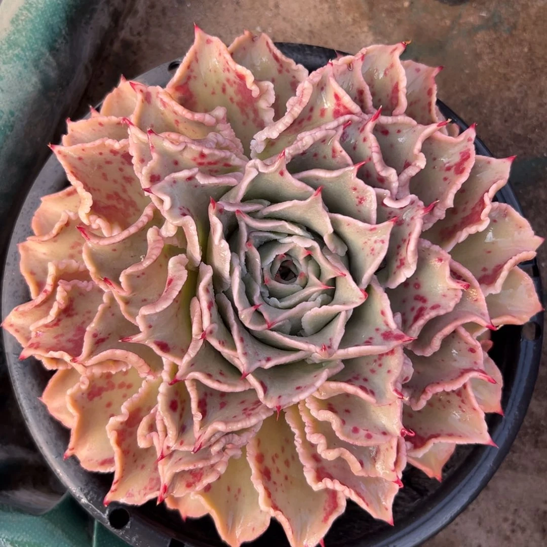 多肉一物一拍0118-饺子皮