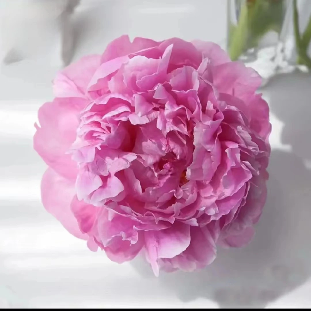 【少女装】先发肥料，秋天发芍药种苗，下单后联系客服给地址备注