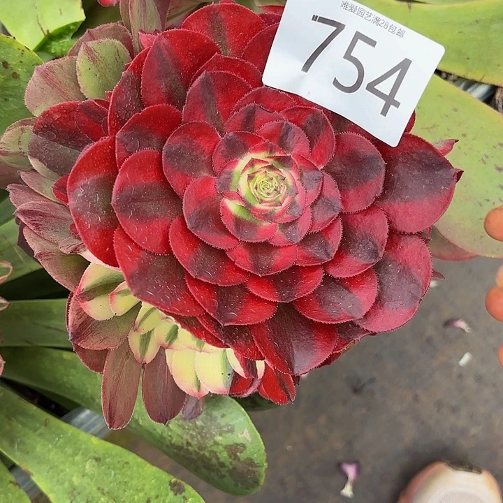 多肉植物福利754个