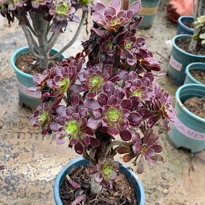 黑法多肉植物031