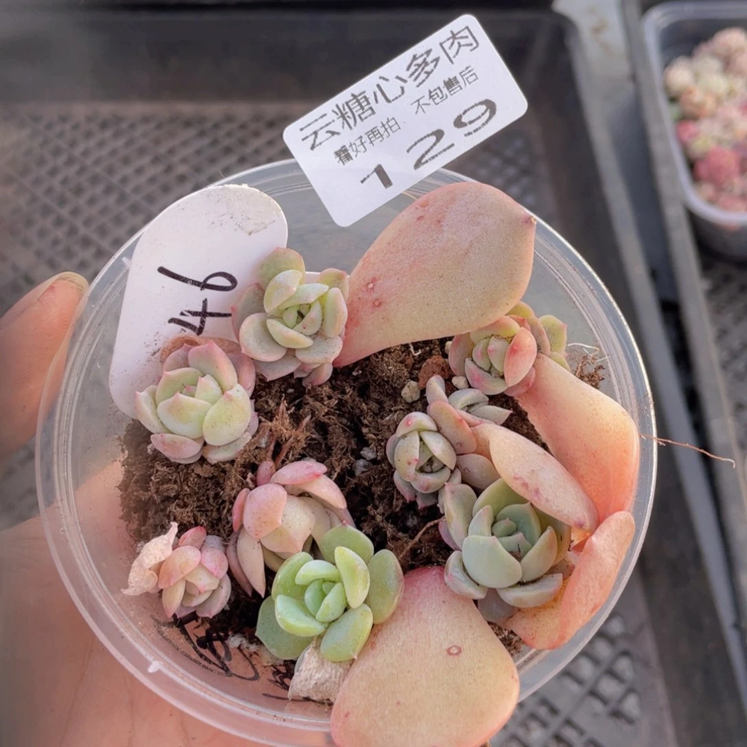 云糖心多肉植物129