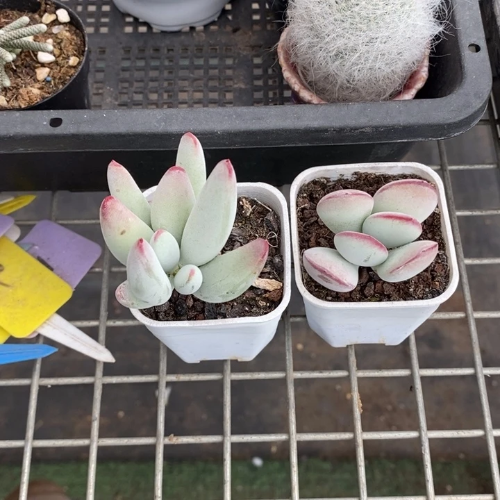 霸*伯克利和他女朋友的朋友们