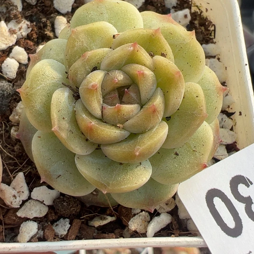 小卡拉米糖心一物一拍20-30