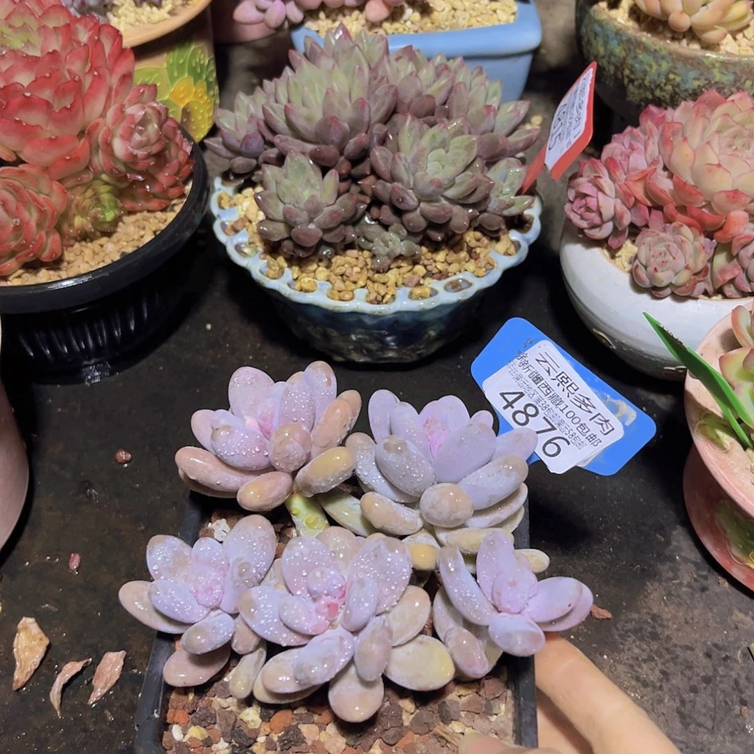 4876奶酪多肉植物