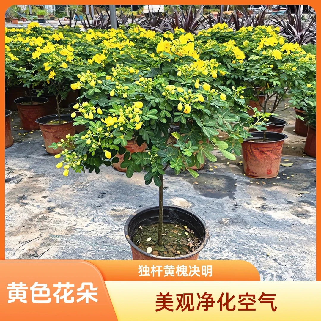 棒棒糖造型梅盆栽多年生耐寒花卉带花苞可庭院种植