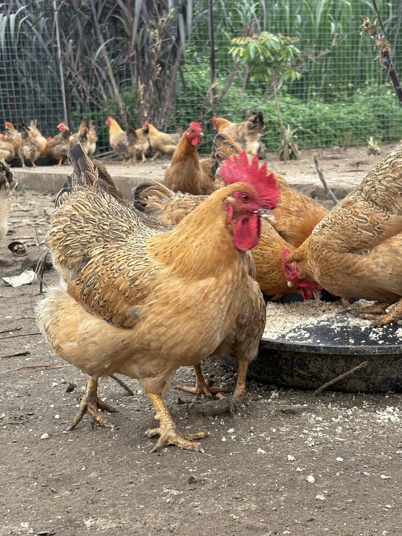 湛江果园散养200天以上的五谷鸡项，现宰现发顺丰，正宗散养土鸡