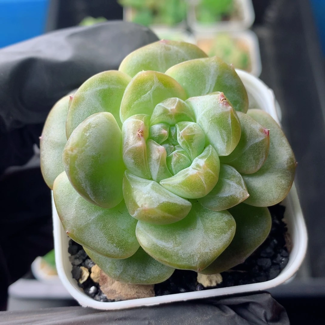 58包邮  群生不包整 1