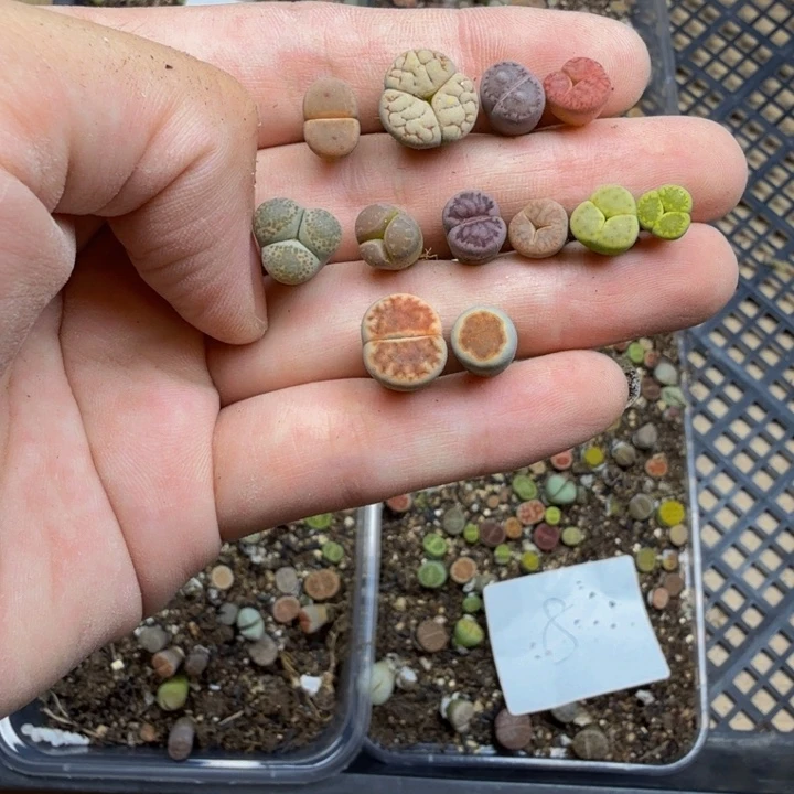 幺***零多肉植物的生长发育43