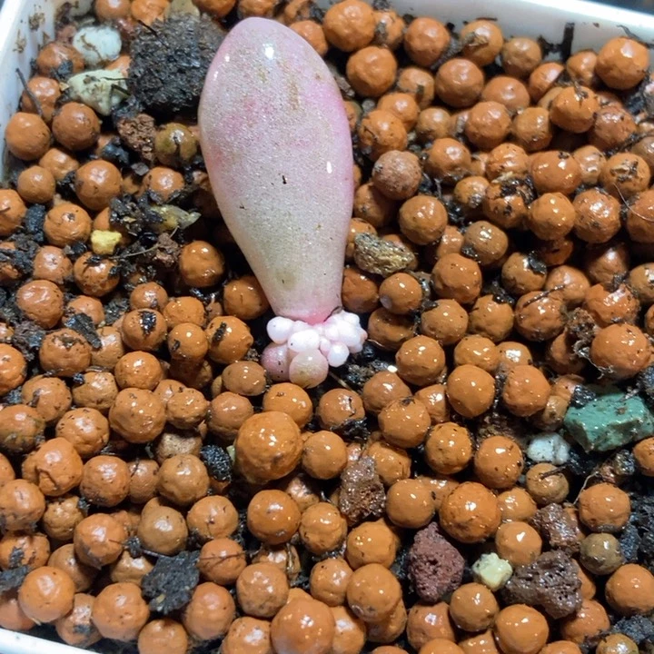 h**。粉色恋人锦多肉植物