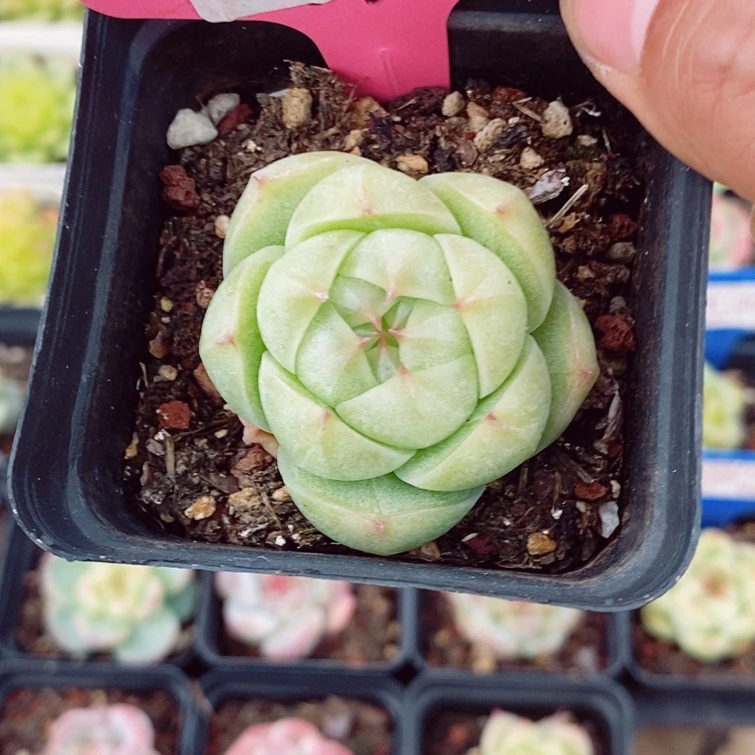 麦秆5cm多肉植物