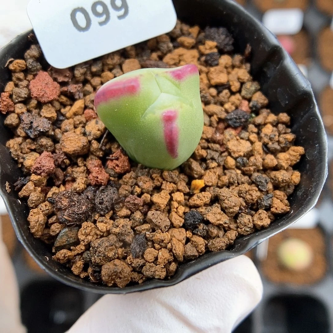 多肉植物A-099（1.3）少将杂缀