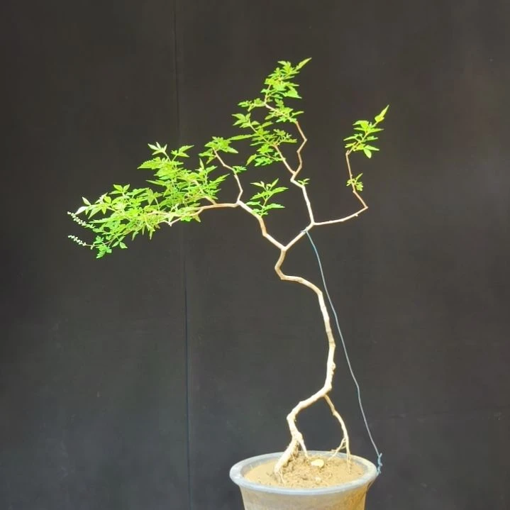 乐***群无花朵黄荆盆景一物一拍