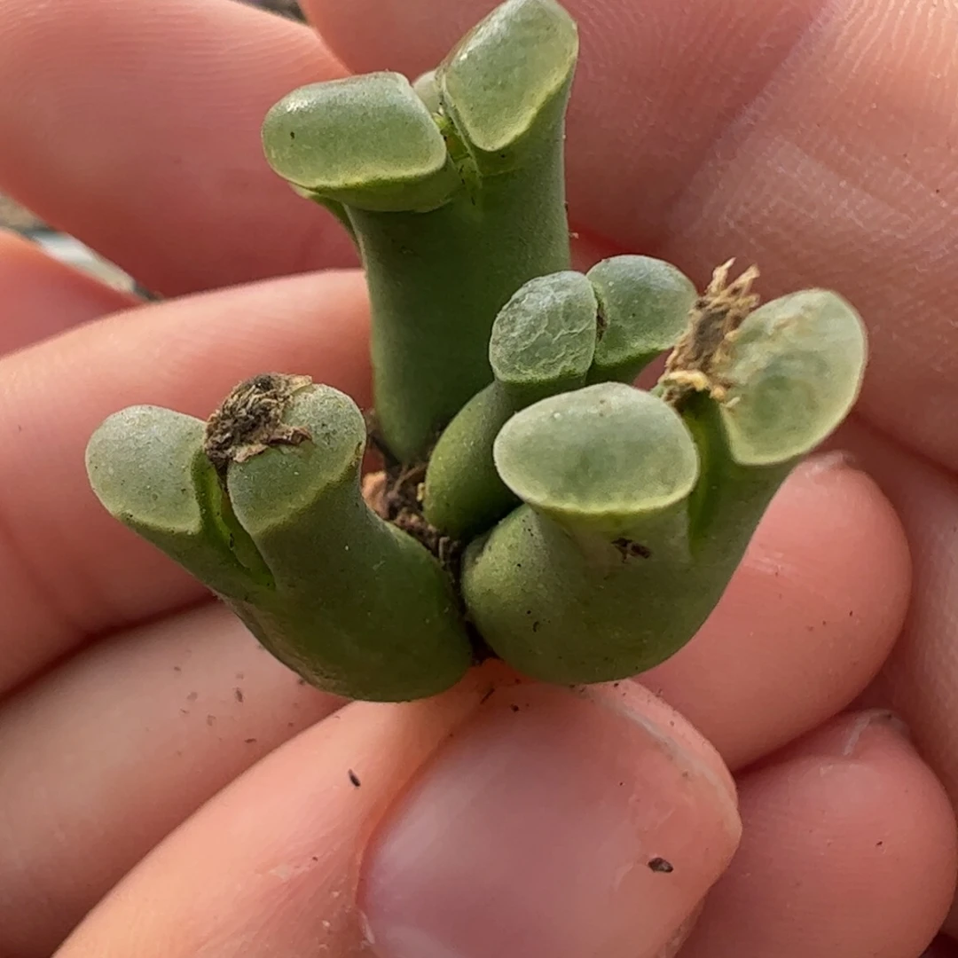 278 好看的多肉冲冲冲