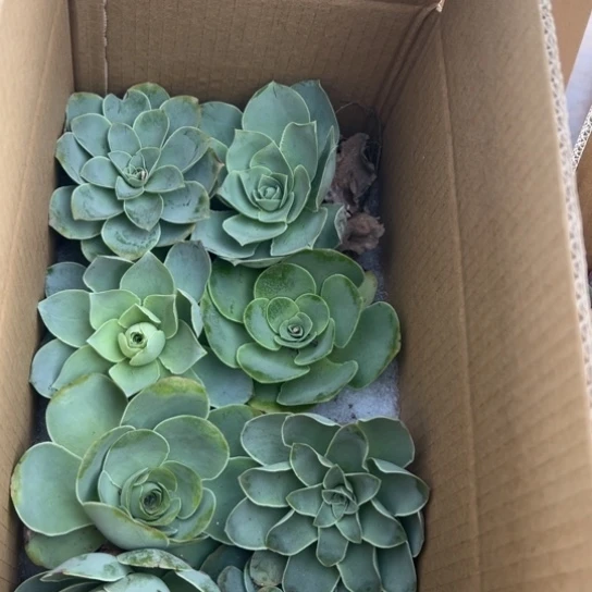三碗027 八颗玫瑰量拍