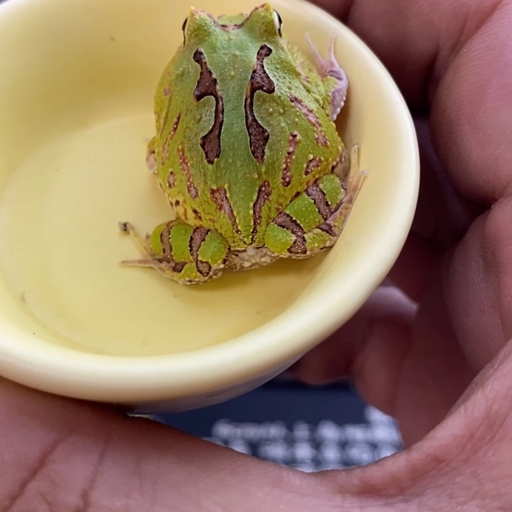 角蛙183连纹蝴蝶、.