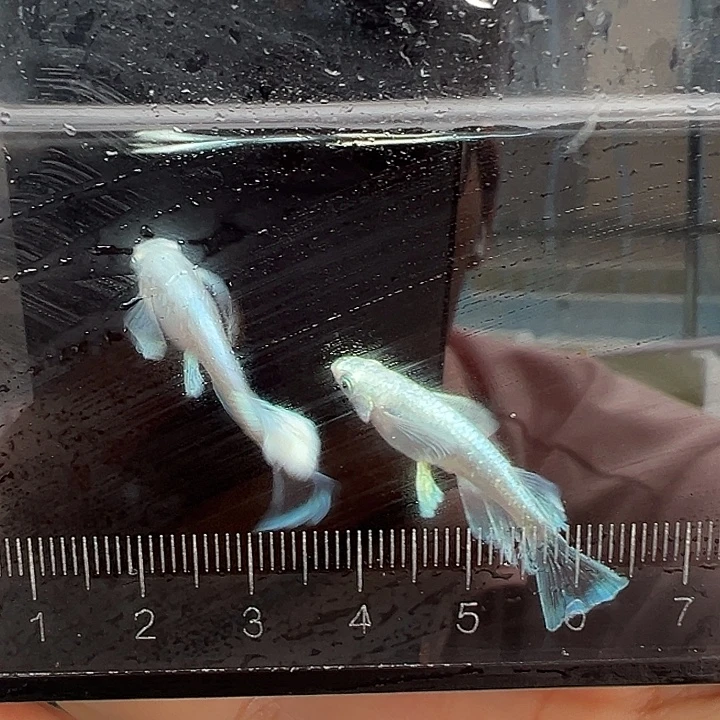 青鳉鱼长鳍天使竞拍007